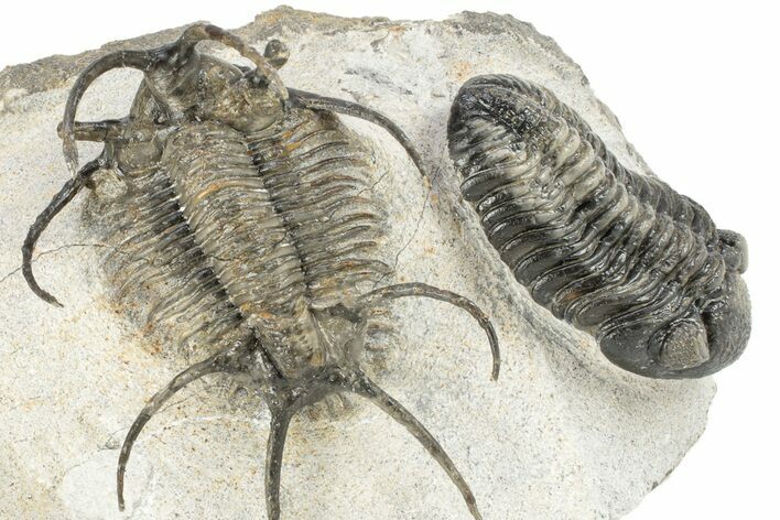 Huge, Spiny Ceratarges Trilobite With Austerops - Zireg, Morocco #255451